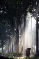 plakaty-away-from-the-herd-steve-bloom-11044.jpg