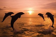 plakaty-dolphin-dawn-9651.jpg