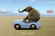 plakaty-elephant-in-car-life-is-beach-7771.jpg