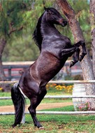 plakaty-andalucian-stallion-2243.jpg