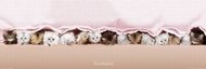 plakaty-keith-kimberlin-kittens-9734.jpg