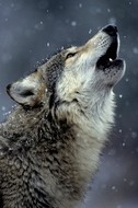 plakaty-call-of-the-wolf-9363.jpg