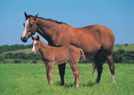 plakaty-horse-and-foal-2084.jpg