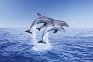 plakaty-dolphin-trio-2848.jpg