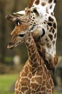 plakaty-giraffes-7552.jpg