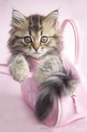 plakaty-rachel-hale-minnie-9508.jpg