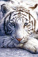 plakaty-white-tiger-2918.jpg