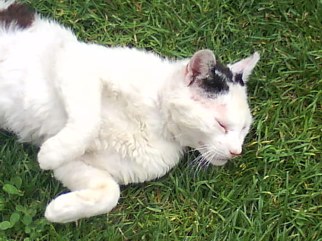 DSC00981.JPG