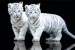 plakaty-white-tiger-cubs-3202.jpg