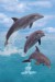 plakaty-dolphin-trio-portrait-11537.jpg