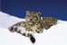 plakaty-snow-leopards-10116.jpg