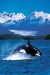 plakaty-orca-killer-whale-2888.jpg
