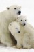 plakaty-polar-bear-and-cubs-11430.jpg