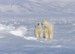 plakaty-polar-bears-838.jpg