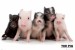 plakaty-the-pig-color-mix-12834.jpg