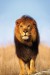 plakaty-african-lion-3165.jpg