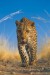 plakaty-leopard-africky-9285.jpg