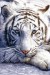 plakaty-white-tiger-2918.jpg